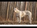 Dogo Argentino Master Hunter of Patagonia Dogo Argentino Master Hunter of Patagonia