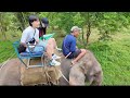 코끼리 트레킹