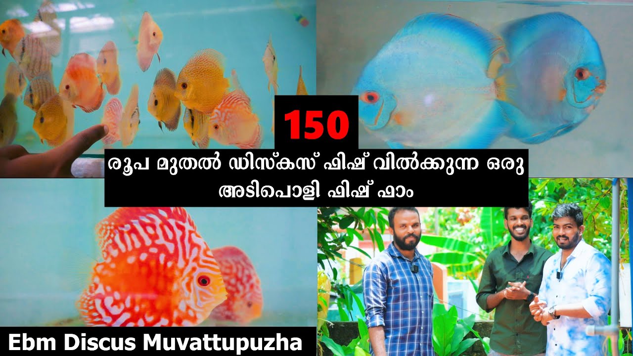 സൂപ്പർ ക്വാളിറ്റിയിൽ Discus Fish  ബ്രീഡിങ് ചെയ്യുന്ന ഫിഷ് ഫാം | Ebm Discus Farm