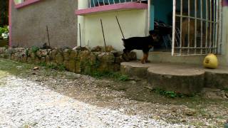 Rottweiler Zoe at 2 months & 2 weeks .MP4
