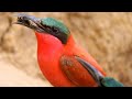 Carmine Bee-Eaters' Hunting Strategies