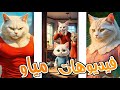 فيديوهات مياو جميع مغامرات قطوط