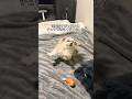 そあちんにチュウできなくなりました。#shorts #犬 #潔癖症な犬 #言葉が分かる犬 #面白い犬