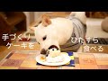 柴犬が手作り誕生日ケーキをひたすら食べる動画／Shibainu  is eating handmade cake.