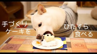 柴犬が手作り誕生日ケーキをひたすら食べる動画／Shibainu  is eating handmade cake.