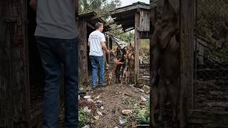 Extreme Dog Shelter Transformation: Building a Luxury Home for Abandoned Dogs! 🐶🛠️