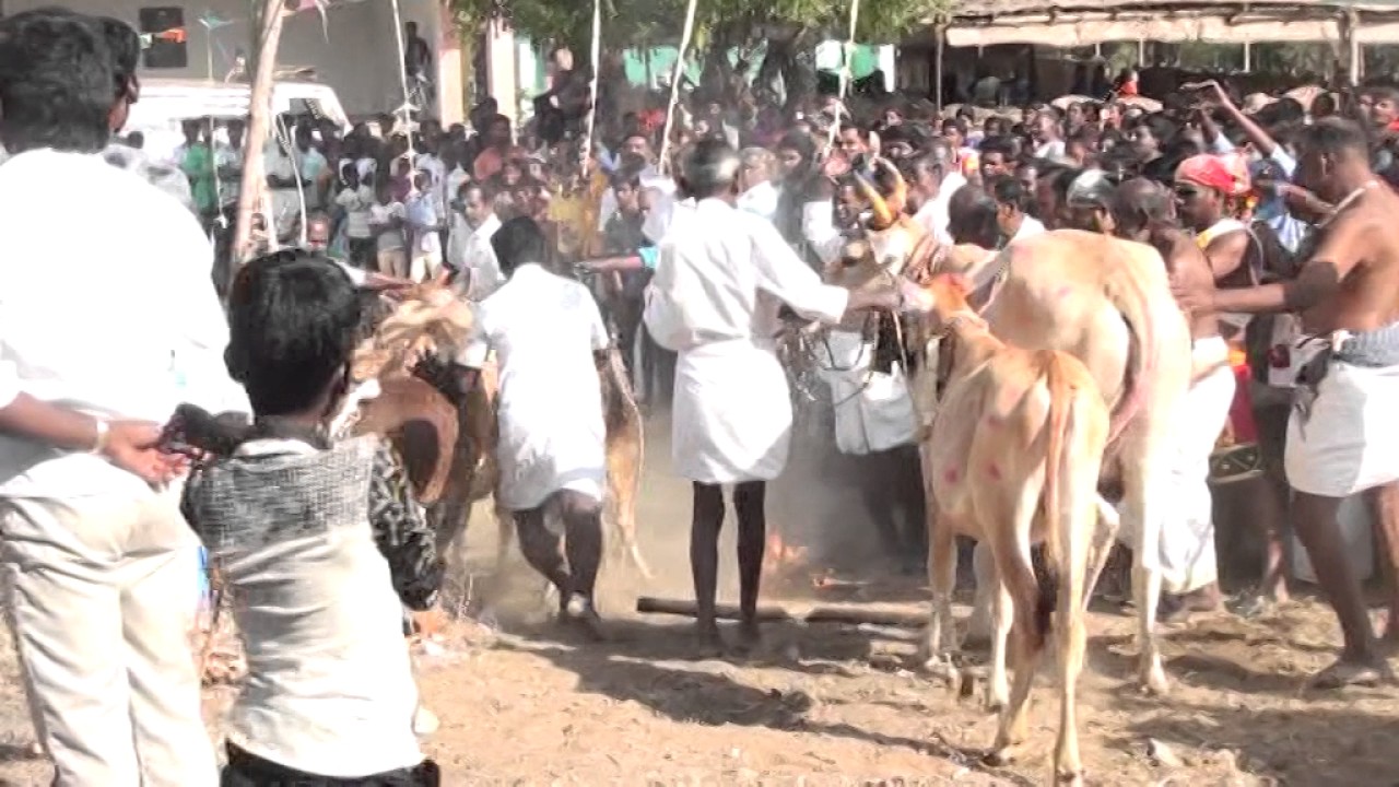 Arasamalai Sundarakkaruppar Pongal Festival 2017 Part 5