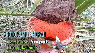 Mencari Kroto Semut merah, Campuran viral untuk Mancing ikan mas