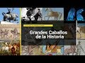 Los más grandes y famosos Caballos de la Historia