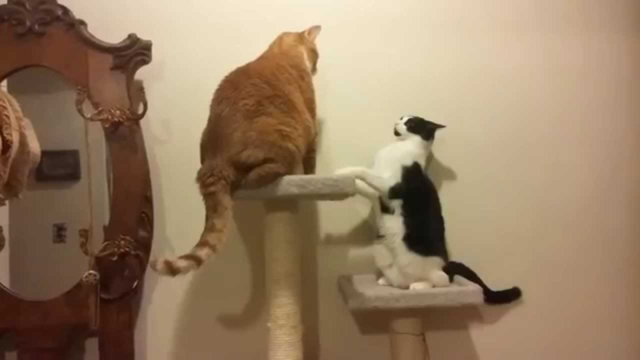 Enormous House Cats Have a Fight on their Cat Condo YouTube