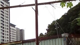 颱風前採收苦瓜(瑪利亞)20180710