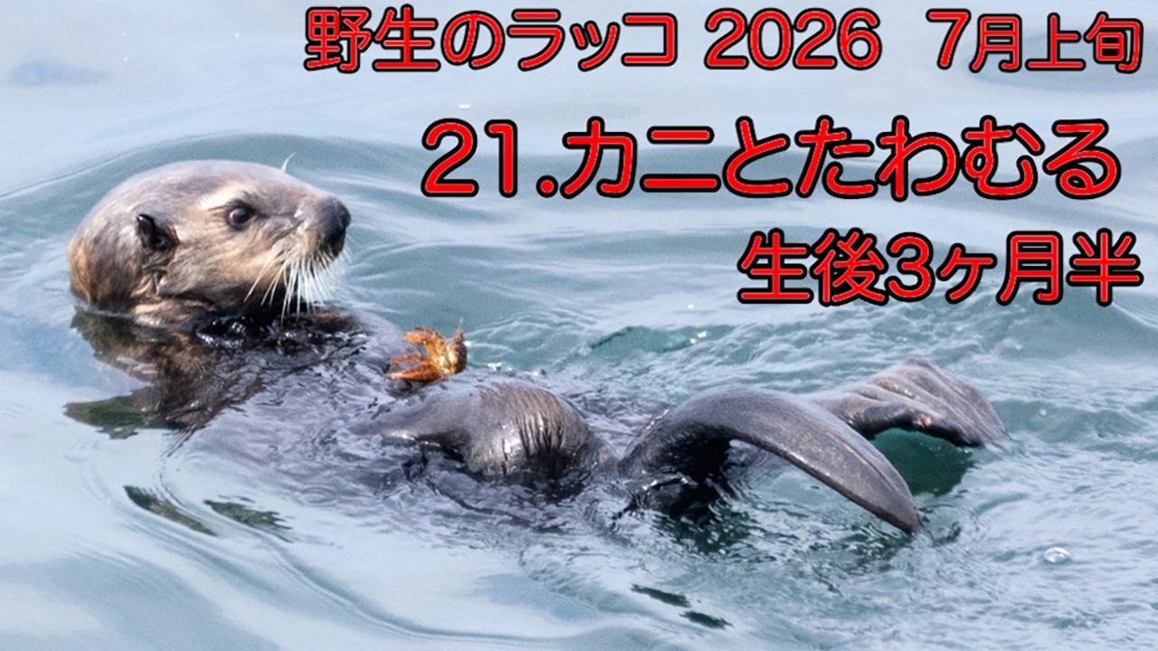 野生のラッコ 2026 21.カニとたわむる 生後3ヶ月半 - YouTube