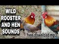 Clear Sounds of Wild Chicken Rooster and Hen | Use for Hunting (free download mp3)