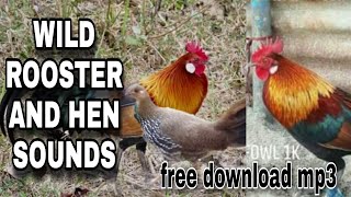 Suara Jernih Ayam Jantan dan Ayam Liar | Gunakan untuk Berburu (unduh gratis mp3)