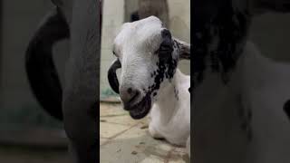 Eid ul Adha 🌙 | The True Meaning is Sacrifice 🐄#pakistan #goat #eiduladha #shorts #viral #trending