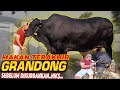 DETIK2 TERAKHIR BARENG GRANDONG..ABIS MANDI MAKIN GANTENG AJA.. MAKIN BERAT MELEPASNYA BESOK..HIKS..