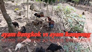 ayam bangkok vs ayam kampung