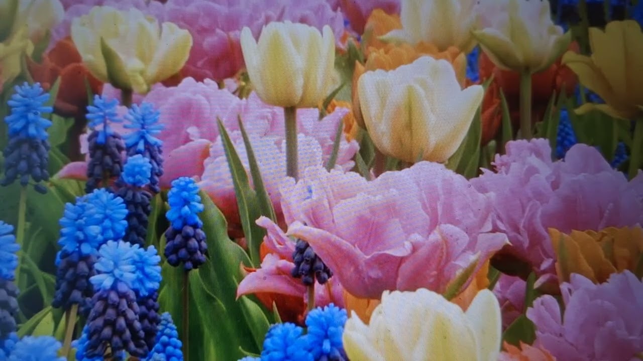 A RESPEITO DOS DONS ESPITUAIS, NÃO QUERO, IRMÃOS, QUE SEJAIS IGNORANTES. DEUS NOS DEU VÁRIOS DONS.