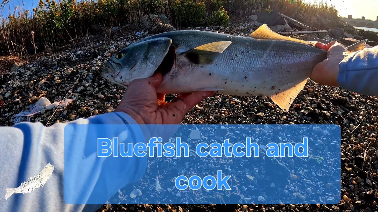 Bluefish blitz catch and cook on the BBQ - YouTube