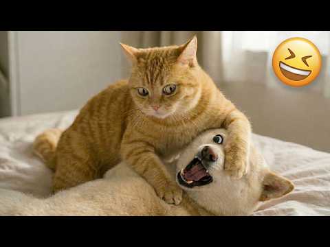 Funniest Dogs And Cats Acting Completely Ridiculous 😂🐶🐱 | BEST of SHORTS Moments Ever 🤣