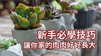 多肉植物 Youtube