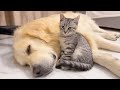 Golden Retriever and Kitten are Inseparable Friends