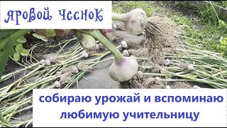 видео: ЧЕСНОК развела из ДВУХ ГОЛОВОК убираю УРОЖАЙ летнего ЯРОВОГО ЧЕСНОКА и вспоминаю ЛЮБИМУЮ УЧИТЕЛЬНИЦУ картинка: ЧЕСНОК развела из ДВУХ ГОЛОВОК убираю УРОЖАЙ летнего ЯРОВОГО ЧЕСНОКА и вспоминаю ЛЮБИМУЮ УЧИТЕЛЬНИЦУ