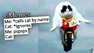 r/Memes | memes for CATS ONLY!!!