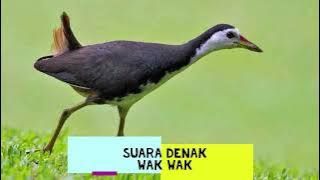 HD Suara Denak Wak Wak mp3