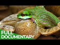 Costa Rica: Animal Paradise of the World | Free Documentary Nature