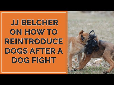 Video: Kan hunde opdrættet for at bekæmpe blive rehabiliteret?