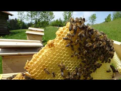 Video: Kako Ustvariti In Vzdrževati Močno čebeljo Družino