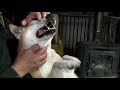 柴犬ラン スキンシップ