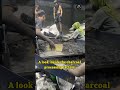 Most Satisfying Charcoal Sorting! 🖤 Industrial Vibes #shorts
