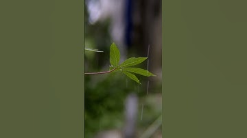 Cinematic Zoom on Cassava Leaves with Rain & Bokeh Effect – Shot Only Using Phone Telezoom