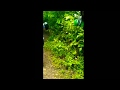 Bharmakarmali waterfall hyperlapse