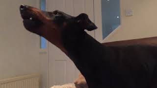 Eric the manchester terrier by Jono hughes 4,592 views 5 years ago 53 seconds