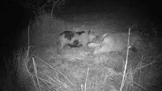 wild boar feeding on dead cow