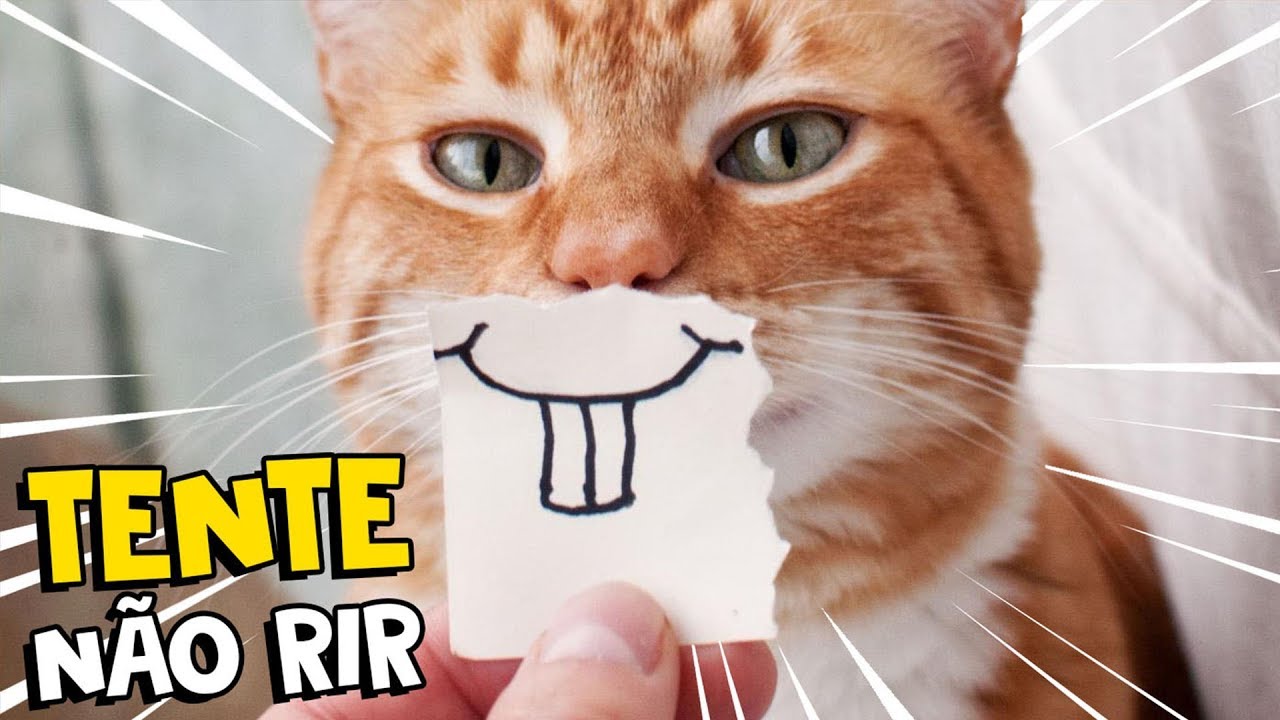 Os video mais engraçados de gatos