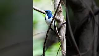 ULTRAMARINE FLYCATCHER‼️ BERSUARA MERDU ✅✅