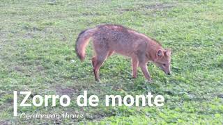 Zorro De Monte Cerdocyon Thous