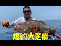 [山哥釣魚]爆釣大芝麻班~三人一齊上