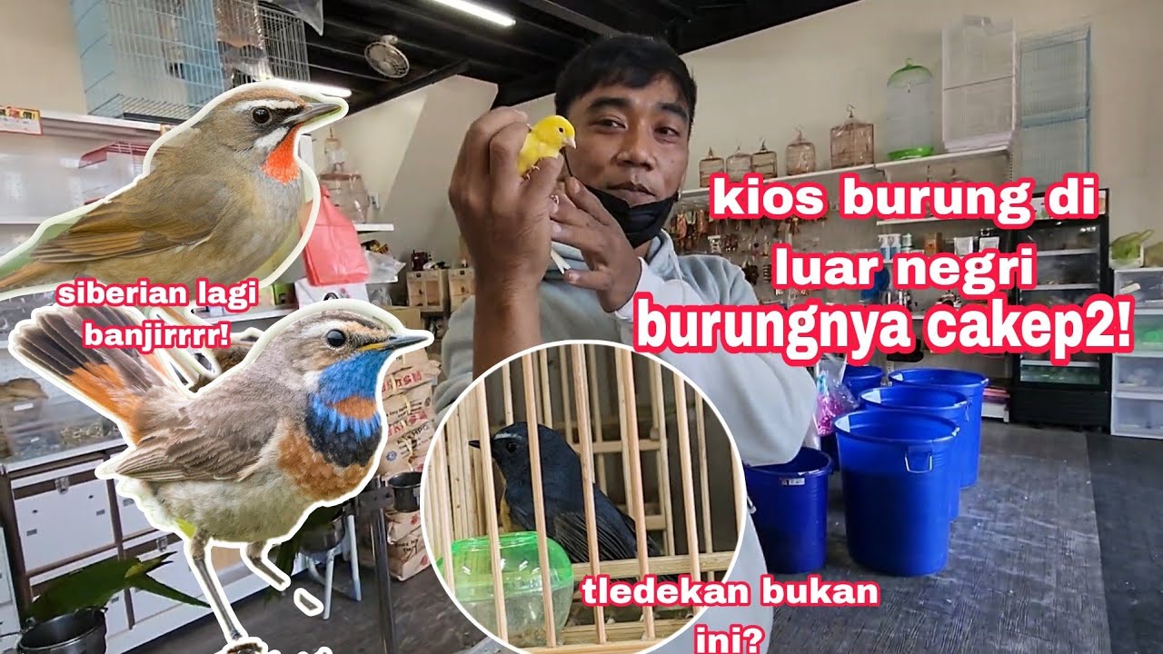Ngombyok burung bahan di kios burung ini lumayan banyak burung kicaunya