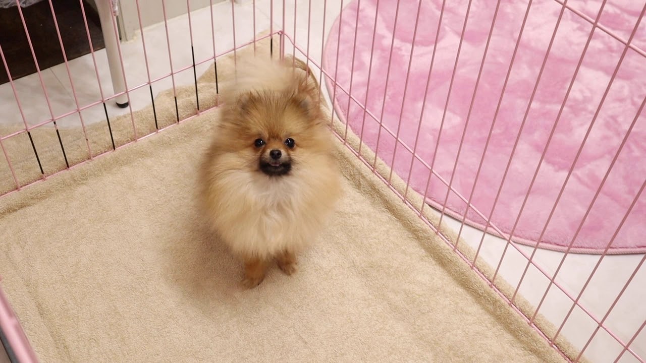 ポメラニアン 静岡県 女の子 19年5月17日 オレンジ とても小さいオレンジちびサイズ みんなのブリーダー 子犬id 1906