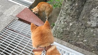 散歩中ネコに突進するも睨みを利かされる柴わんこ｜まめ田ちゃめ助