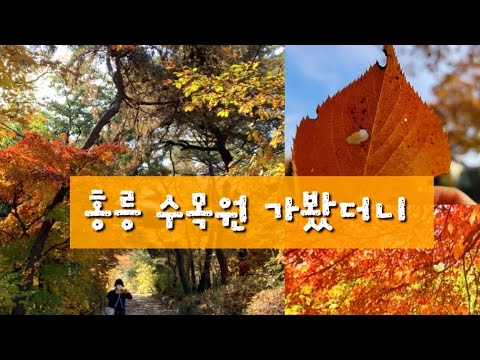홍릉시험림
