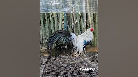 Saddles Coming in Nicely - Minohiki Project Rooster - Bantam Phoenix Qaib Dib Tw Ntev