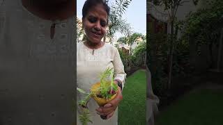 Welcome to Ganga Bhawan!🌿 My Very First Garden Tour.