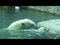 ポロロ　恒例氷の時間　シロクマ　ポロロ６２５（とくしま動物園）