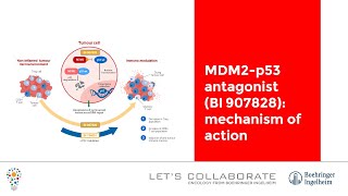 MDM2-p53 antagonist (BI 907828): mechanism of action